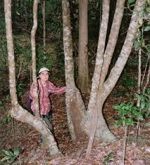 Image result for Macadamia aff. integrifolia