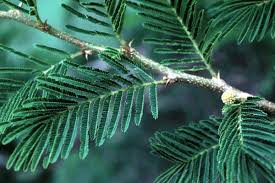 Image result for Acacia sieberiana