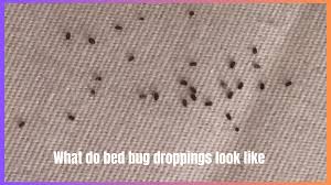 Image result for bed bugs droppings