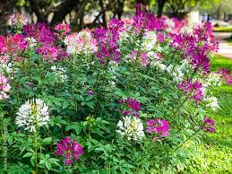Image result for Cleome spinosa