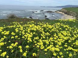 Half moon bay viesnīcas un karte visu rajonu karte: Flowers Are Yellow Picture Of The Ritz Carlton Half Moon Bay Tripadvisor