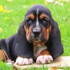 Three hundred to three fifty each. Basset Hound Puppies For Sale Greenfield Puppies Basset Hound Puppy Hound Puppies Baby Basset Hound