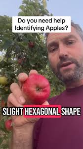 Do you need help Identifying Apples?, Follow the five S’s