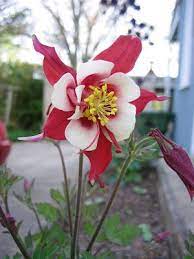 Pin On Garden