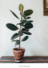 Ficus Elastica Plantas Plantas De Exterior Plantas De Interior