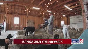 Woman slaughter animals (page 1). Stressed Out This Coyle Ok Farmer Suggests A Sip And Snuggle With Baby Goats Kfor Com Oklahoma City