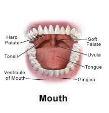 My tonsils are huge and my doctor thinks it causes sleep apnea so i've i know, but on the plus side i won't have to worry about tonsillitis ever again. Post Tonsillectomy Recovery Aftercare Instructions For Adults