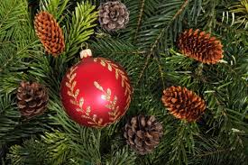 We did not find results for: Free Christmas Tree Wallpaper Downloads Free Stock Photos Download 14 881 Free Stock Photos For Commercial Use Format Hd High Resolution Jpg Images