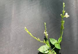 Image result for Barleria rhynchocarpa