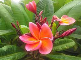 Plumeria Kimo Tropical Flower Plants Plumeria Tropical Flowers