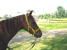 Bit And Bridle Clothing Size Chart No Brow Halter Bridle W Bit Hangers Moss Rock Endurance Your Source For Custom Biothane Competitive Tack Western Headstall Bridle Bitless Bridle