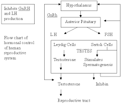 chapter 4 hormones and chromosomes diagram quizlet