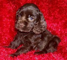 Her sire is ofa good, eyes clear at 9. Akc Chocolate Cocker Spaniel Puppies Females We Ship Cocker Spaniel Puppies Chocolate Cocker Spaniel Spaniel Puppies