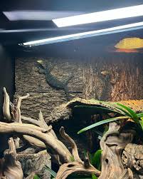 Image result for Vepris bachmannii