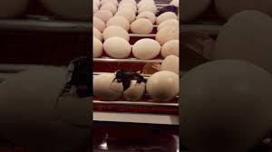 Harga new 5 telur ayam philipin philipine 313 berkualitas. Proses Kelahiran Ayam Peru By Febriana Taha