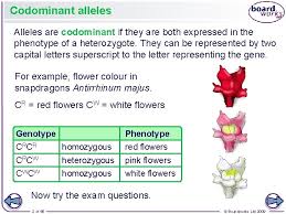 Codomiance in genetics refers to:. Codominance And Multiple Alleles Codominant Alleles Alleles Are