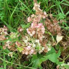 Image result for Rumex sagittatus