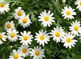 Maybe you would like to learn more about one of these? Fiori Estivi Quali Piantare Fiori Da Vaso E Da Balcone Per L Estate Donna Moderna