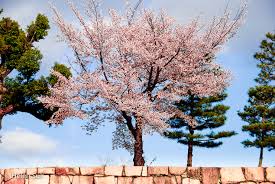 Prunus serrulata 'kanzan' is one of the two stars of washington, d.c.'s, cherry blossom festival. The Meaning Of Cherry Blossoms In Japan Life Death And Renewal