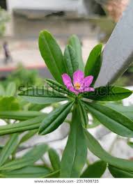 Image result for Talinum tenuissimum