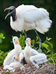 Wood Stork Family Pet Birds Beautiful Birds Bird Pictures
