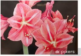 The lily is associated with st. St Joseph S Lily Poster Pixers We Live To Change