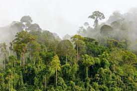 Theres A Global Database Of Trees And Its Shrinking Rainforest Tropical Rainforest Tropical Forest