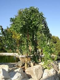 Image result for Sophora velutina
