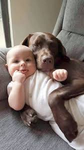 $1,650 (lawrenceville city of atlanta ) pic hide this posting restore restore this posting. 600 Bruno Labrador Puppy Ideas Labrador Puppy Labrador Puppies