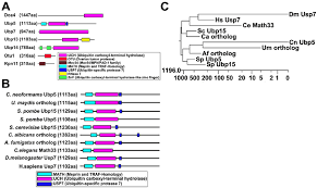 Structure Analysis Of Deubiquitinating Enzymes A Domain Structure Of Download Scientific Diagram