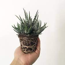 Propagating a cactus is much easier than most of us think. 5 Succulents You Can Grow In A Coffee Mug