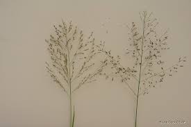 Image result for Panicum pilgeri