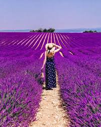 Lavandes Angelvin Valensole Provence France Lavender Flower Purple Summer Rural S Romantic Honeymoon Destinations Romantic Honeymoon Honeymoon Planning