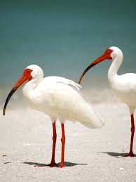 White Ibis Can Be Recognized During The Breeding Season By Its Bright Pink Face Bill And Legs At Other Times Of The Year These Guzel Kuslar Hayvan Hayvanlar