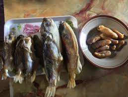 Ikan buntal fugu ikan gambar png. Ikan Buntal Beracun Jadi Hidangan Lazat Berita Mediacorp