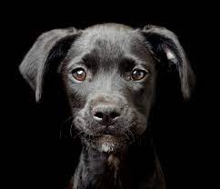 The average length of time it takes to clean a room highly depends on the room that is being cleaned. These Are The Best Dog Photos Of 2017 Petapixel