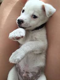 Jack Russell Pomeranian Mix Jack Russell Pomeranian Mix Cute Puppies