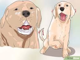 Kopek Kavgasi Nasil Ayrilir 15 Adim Resimlerle Wikihow