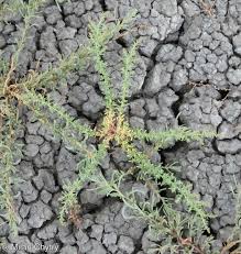 Image result for Suaeda