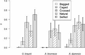 Image result for Agelanthus sp. aff. A. brunneus