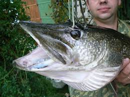 Mimpi melihat ikan dalam jumlah banyak. Interpretasi Kepala Ikan Dari Buku Mimpi Ada Kepala Ikan