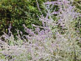 Maybe you would like to learn more about one of these? Russian Sage Plant Care And Growing Guide