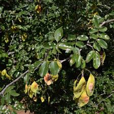 Image result for Pterocarpus lucens