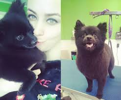 My 2 & half yr old Zeus. Got a nice little trim at the groomers yesterday  🤍🤎😍🛁🫧🪥✂️