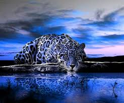 Jaguar Animal Pesquisa Google Grandes Felinos Pinterest Zwart Wit