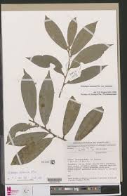 Image result for Octolepis