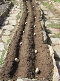 Check spelling or type a new query. Planting Potatoes Gardening Tips And Pictures The Old Farmer S Almanac