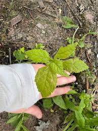 Image result for Pycreus mortonii