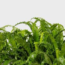 Image result for Asplenium angolense
