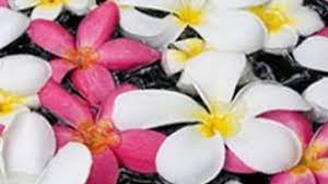 This is the 10th worst smelling flower in the world and also on our list. 10 Best Smelling Flowers Howstuffworks